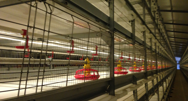 Advanced broiler cage system installed in Morocco