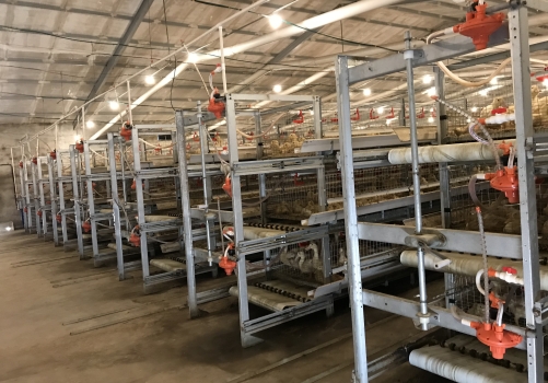 Manual Harvesting Broiler Cage Systems