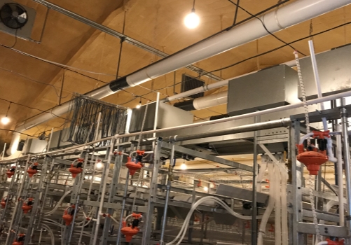 Manual Harvesting Broiler Cage Systems