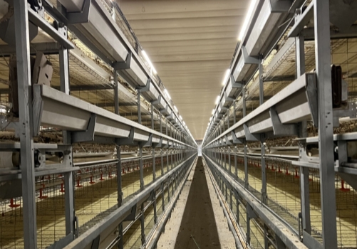 Manual Harvesting Broiler Cage Systems