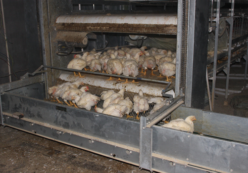 Automatic Harvesting Broiler Cage Systems