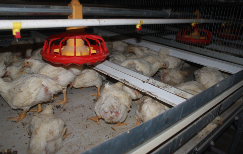 Broiler Harvesting System