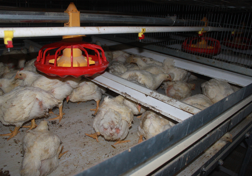 Automatic Harvesting Broiler Cage Systems