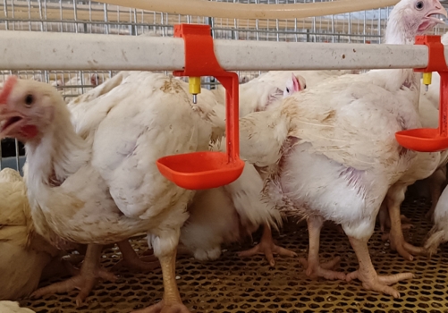 Manual Harvesting Broiler Cage Systems