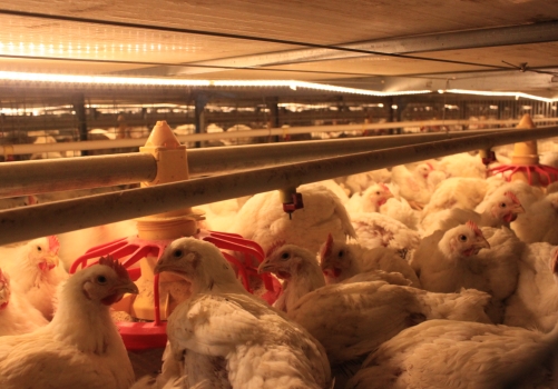 Automatic Harvesting Broiler Cage Systems