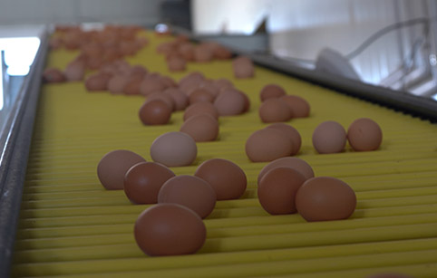 Egg Conveying System