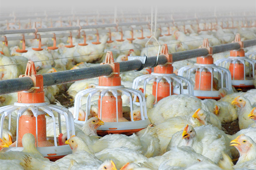 Broiler Floor System