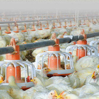 Broiler Floor Management System