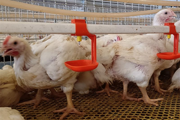 Broiler Cage System