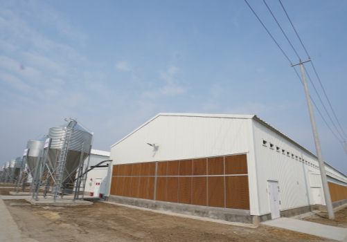 Prefab Steel Structure Poultry House